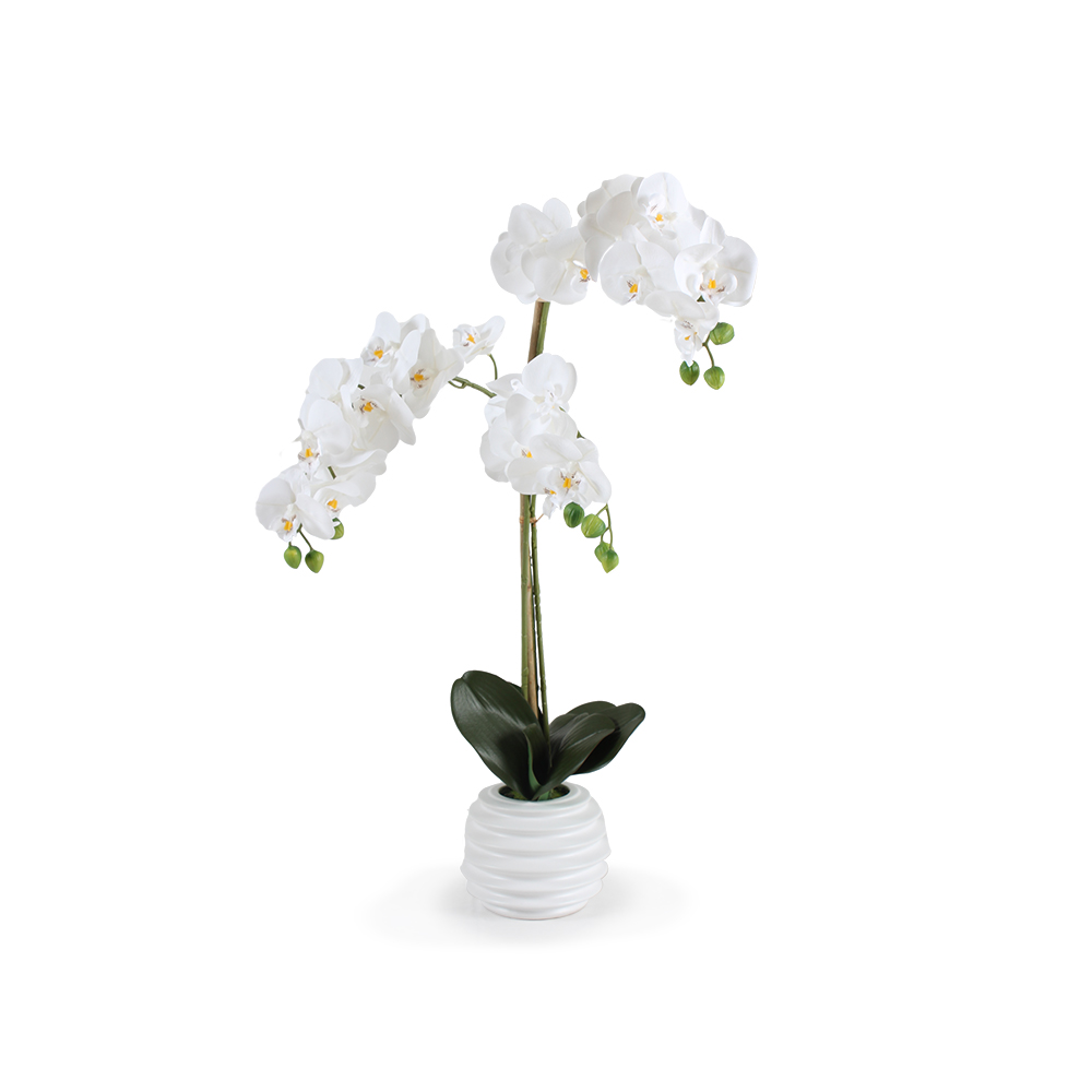 Planta Orquídea, Macetero Mediano	
