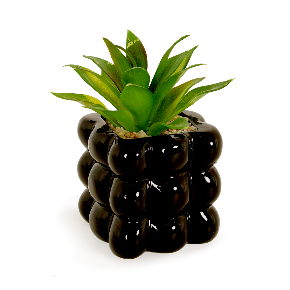 Planta Suculenta, Macetera Negra 