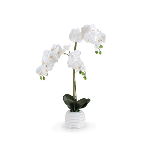 [SH4424] Planta Orquídea, Macetero Mediano	
