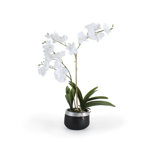 [SH4431] Planta Orquidea, Macetero Pequeño	
