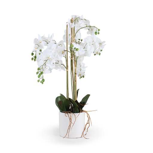 [SH4441] Planta Orquídea, Macetero Grande	
